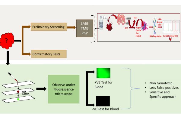 Graphical abstract