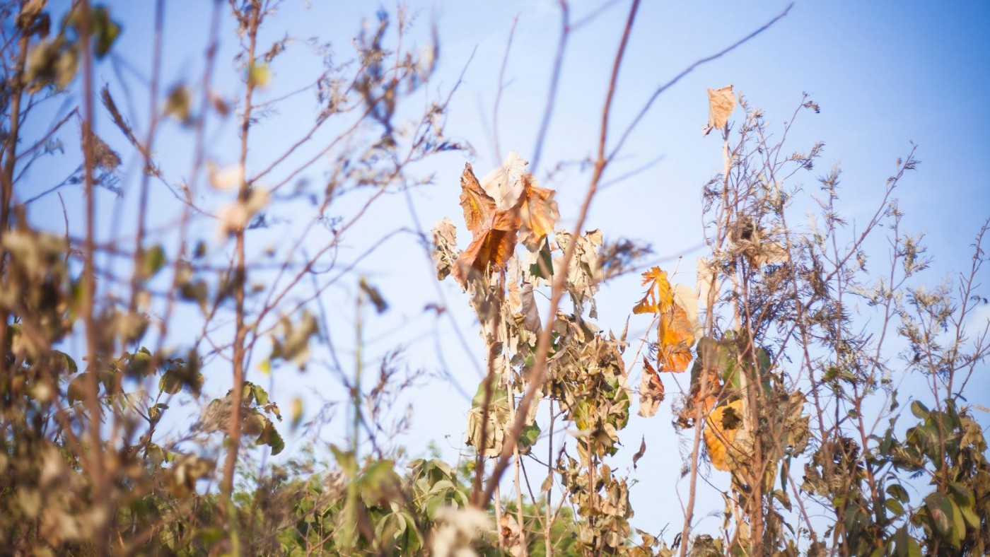 Studying the Impact of Heat Stress on Ahmedabad’s Biodiversity