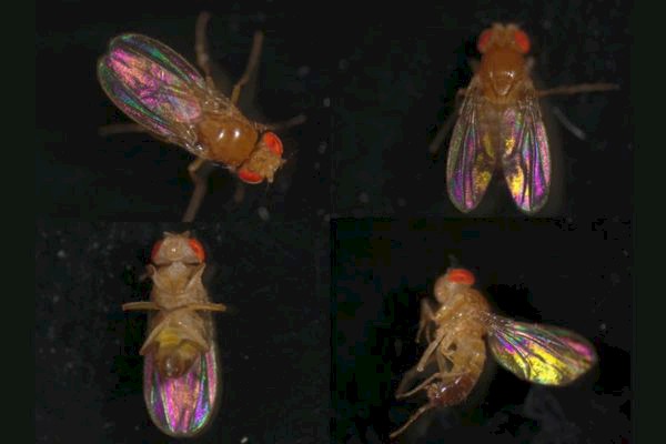 Structural Colouration in Insect Wings