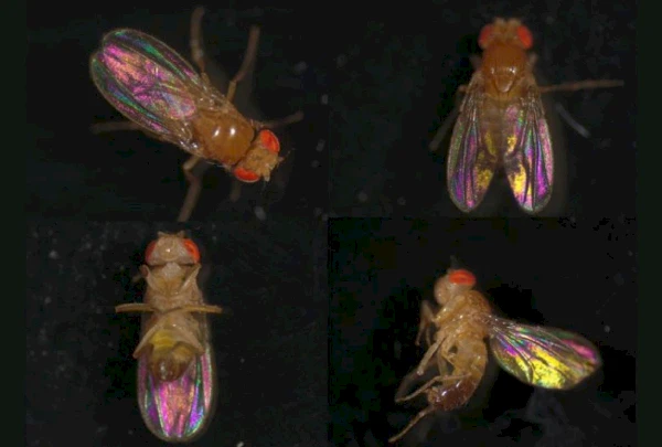 <p>Study Shows Temperature Driven Changes in Structural Colouration in Insect Wings</p>