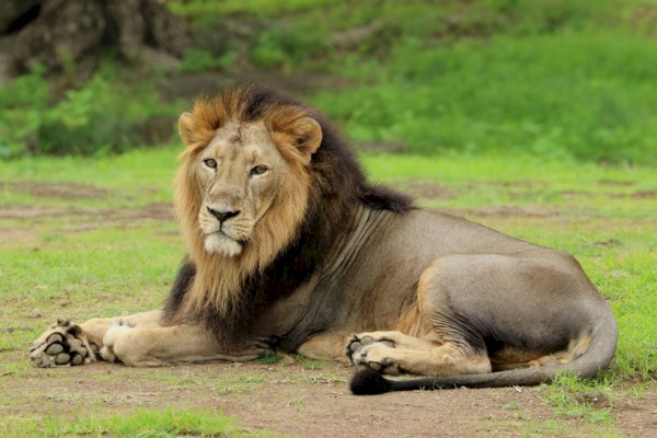 16th Asiatic Lion Census