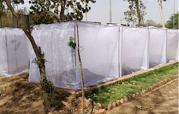 Contemporary Climatic Trends Might Predict Ectothermic Insects’ Population Dynamics in the Future