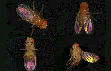 Structural Colouration in Insect Wings