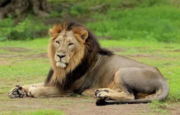 16th Asiatic Lion Census
