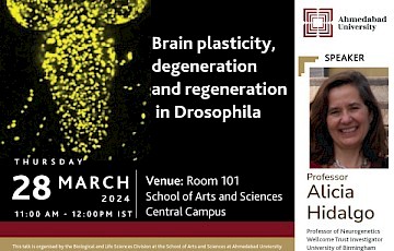Brain Plasticity, Degeneration and Regeneration in Drosophila