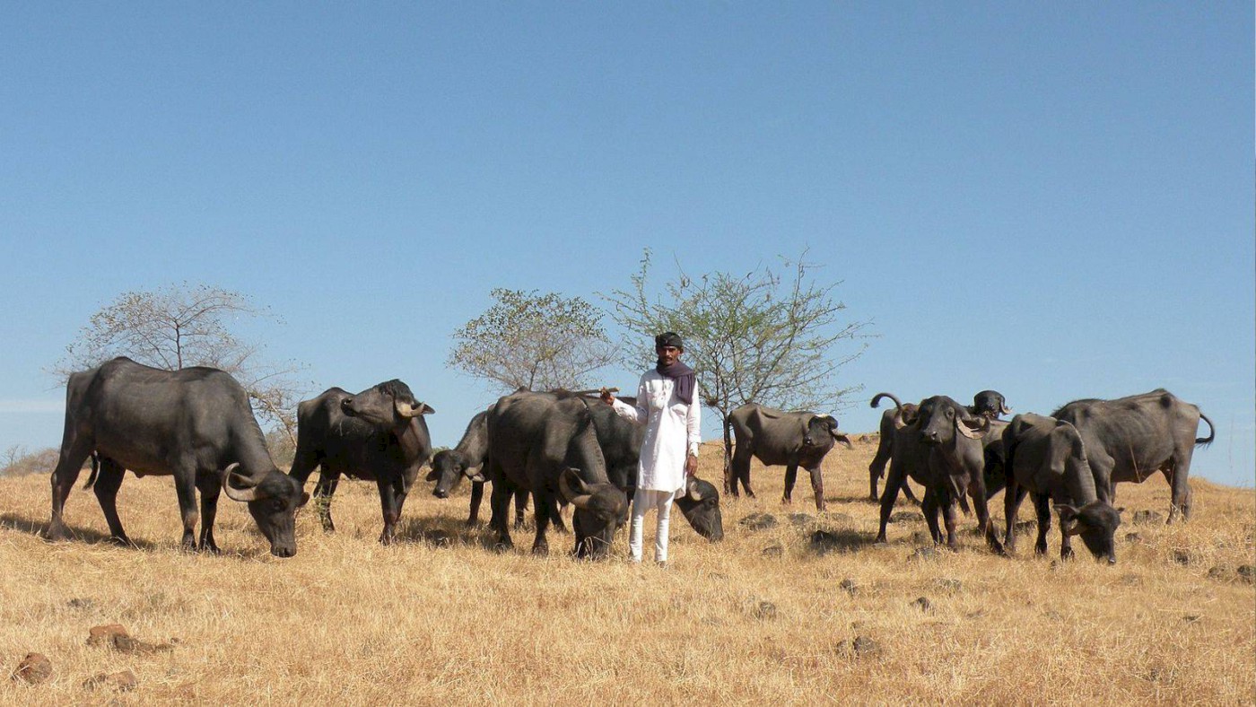 How Gujarat's Pastoralists Navigate Neoliberal Urban Landscapes?