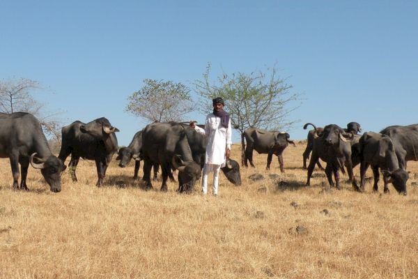 How Gujarat's Pastoralists Navigate Neoliberal Urban Landscapes?