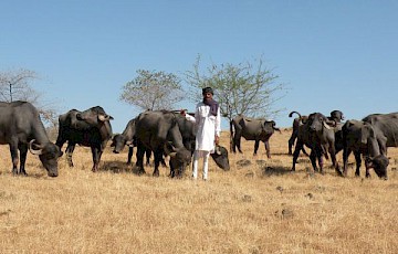 How Gujarat's Pastoralists Navigate Neoliberal Urban Landscapes?