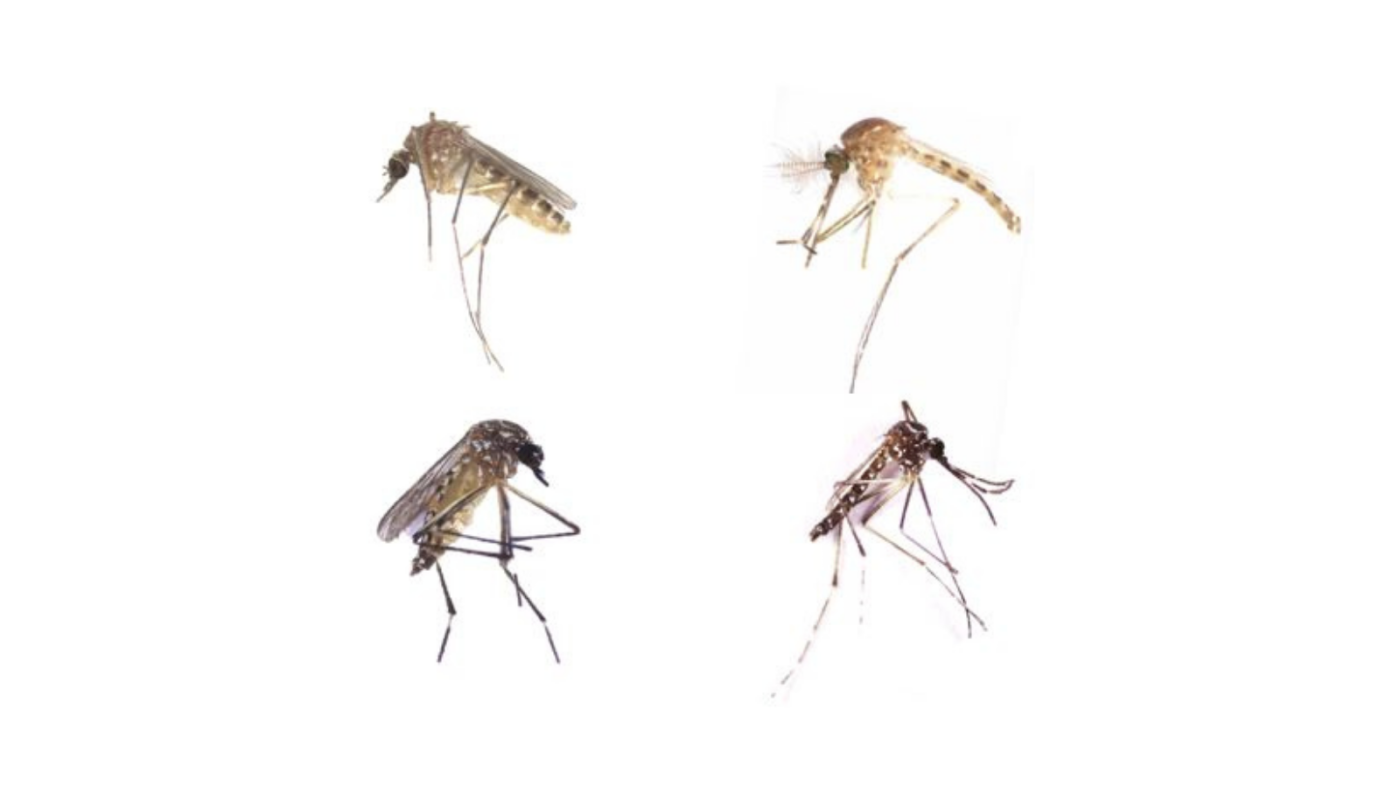 Dengue Spread in Urban Landscapes