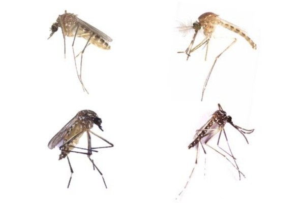 Dengue Spread in Urban Landscapes