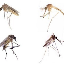 Dengue Spread in Urban Landscapes