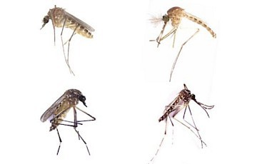 Dengue Spread in Urban Landscapes