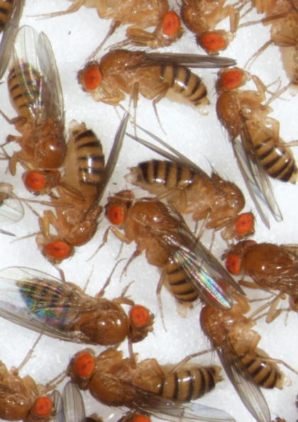 Drosophila Females